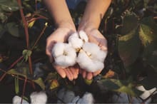 organic cotton_desktop.jpg