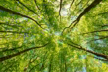 trees desktop.jpg