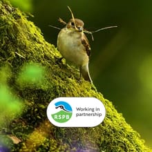 RSPB